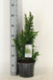 Chamaecyparis obtusa `Draht´; Totale hoogte 60-70cm incl. Ø19cm pot | Hinoki cipres | Wintergroen en winterhard tot -25℃