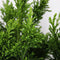 Chamaecyparis obtusa `Draht´; Totale hoogte 60-70cm incl. Ø19cm pot | Hinoki cipres | Wintergroen en winterhard tot -25℃