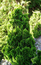 Chamaecyparis obtusa `Draht´; Totale hoogte 60-70cm incl. Ø19cm pot | Hinoki cipres | Wintergroen en winterhard tot -25℃