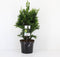 Chamaecyparis obtusa `Draht´; Totale hoogte 60-70cm incl. Ø19cm pot | Hinoki cipres | Wintergroen en winterhard tot -25℃