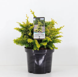 Chamaecyparis obtusa 'Fernspray Gold' - Hinokicipres - Planthoogte: 20-25 cm - Pot Ø 19 cm (3 liter)