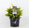 Chamaecyparis obtusa 'Fernspray Gold' - Hinokicipres - Planthoogte: 20-25 cm - Pot Ø 19 cm (3 liter)