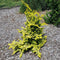 Chamaecyparis obtusa 'Fernspray Gold' - Hinokicipres - Planthoogte: 20-25 cm - Pot Ø 19 cm (3 liter)