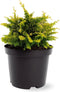Chamaecyparis obtusa 'Fernspray Gold' - Hinokicipres - Planthoogte: 20-25 cm - Pot Ø 19 cm (3 liter)