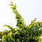 Chamaecyparis obtusa 'Fernspray Gold' - Hinokicipres - Planthoogte: 20-25 cm - Pot Ø 19 cm (3 liter)