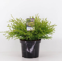 Chamaecyparis obtusa 'Kamarachiba' - Hinokicipres - Planthoogte: 25-30 cm - Pot Ø 19 cm (3 liter)