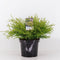 Chamaecyparis obtusa 'Kamarachiba' - Hinokicipres - Planthoogte: 25-30 cm - Pot Ø 19 cm (3 liter)