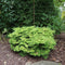 Chamaecyparis obtusa 'Kamarachiba' - Hinokicipres - Planthoogte: 25-30 cm - Pot Ø 19 cm (3 liter)