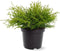 Chamaecyparis obtusa 'Kamarachiba' - Hinokicipres - Planthoogte: 25-30 cm - Pot Ø 19 cm (3 liter)