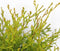 Chamaecyparis obtusa 'Kamarachiba' - Hinokicipres - Planthoogte: 25-30 cm - Pot Ø 19 cm (3 liter)
