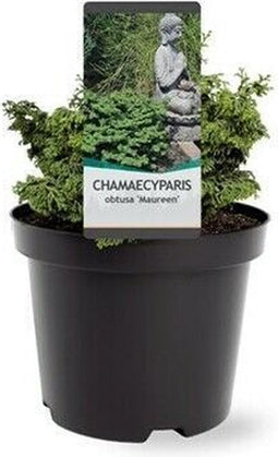 Chamaecyparis obtusa 'Maureen' - Hinokicipres - Planthoogte: 15-20 cm - Pot Ø 19 cm (3 liter)