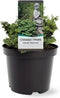 Chamaecyparis obtusa 'Maureen' - Hinokicipres - Planthoogte: 15-20 cm - Pot Ø 19 cm (3 liter)