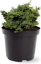 Chamaecyparis obtusa 'Maureen' - Hinokicipres - Planthoogte: 15-20 cm - Pot Ø 19 cm (3 liter)