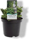 Chamaecyparis obtusa 'Maureen' - Hinokicipres - Planthoogte: 15-20 cm - Pot Ø 19 cm (3 liter)