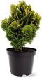 Chamaecyparis obtusa 'Nana Aurea' - Hinokicipres - Planthoogte: 25-30 cm - Pot Ø 23 cm (5 liter)