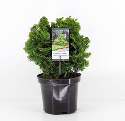 Chamaecyparis obtusa 'Nana Gracilis' - Hinokicipres - Planthoogte: 20-25 cm - Pot Ø 19 cm (3 liter)