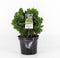 Chamaecyparis obtusa 'Nana Gracilis' - Hinokicipres - Planthoogte: 20-25 cm - Pot Ø 19 cm (3 liter)