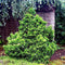 Chamaecyparis obtusa 'Nana Gracilis' - Hinokicipres - Planthoogte: 20-25 cm - Pot Ø 19 cm (3 liter)