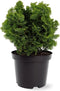 Chamaecyparis obtusa 'Nana Gracilis' - Hinokicipres - Planthoogte: 20-25 cm - Pot Ø 19 cm (3 liter)