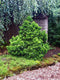 Chamaecyparis obtusa 'Nana Gracilis' - Hinokicipres - Planthoogte: 20-25 cm - Pot Ø 19 cm (3 liter)