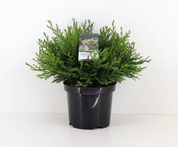Chamaecyparis obtusa pygmaea 30 cm