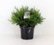 Chamaecyparis obtusa pygmaea 30 cm