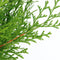 Chamaecyparis obtusa pygmaea 30 cm