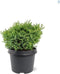 Chamaecyparis obtusa 'Saffron Spray' - Hinokicipres - Planthoogte: 25-30 cm - Pot Ø 19 cm (3 liter)