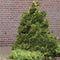 Chamaecyparis obtusa 'Saffron Spray' - Hinokicipres - Planthoogte: 25-30 cm - Pot Ø 19 cm (3 liter)