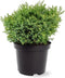 Chamaecyparis obtusa 'Saffron Spray' - Hinokicipres - Planthoogte: 25-30 cm - Pot Ø 19 cm (3 liter)