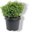 Chamaecyparis obtusa 'Saffron Spray' - Hinokicipres - Planthoogte: 25-30 cm - Pot Ø 19 cm (3 liter)