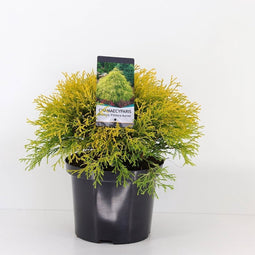 Chamaecyparis pis filifera aurea 45 cm