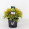 Chamaecyparis pis filifera aurea 45 cm