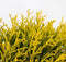 Chamaecyparis pis filifera aurea 45 cm