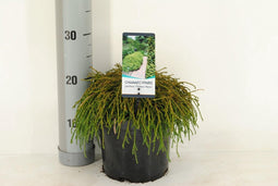 Chamaecyparis pis filifera nana 30 cm