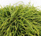 Chamaecyparis pis filifera nana 30 cm