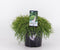 Chamaecyparis pis filifera nana 30 cm