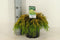 Chamaecyparis pis sungold 30 cm