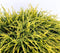 Chamaecyparis pis sungold 30 cm