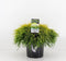 Chamaecyparis pis sungold 30 cm