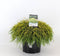 Chamaecyparis pis sungold 45 cm