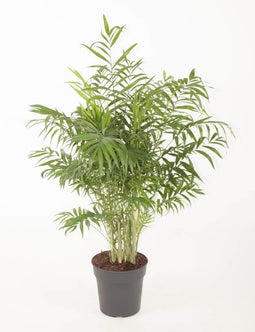 Chamaedora Elegans - Ammerlaan The Green Innovator - Groene Plant- Hoogte 100 cm