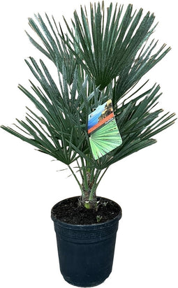 Chamaerops humilis