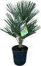 Chamaerops humilis