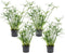 Plant in a Box - Cyperus alternifolius - Set van 4 - Perfect als decoratie in huis - Pot 14cm - Hoogte 40-50cm