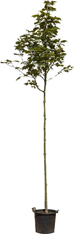 Chinese esdoorn | Acer davidii 10-14 cm | Bomenbezorgd.nl