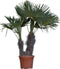 Chinese waaierpalm duostam | Trachycarpus fortunei +/- 15-50 cm| Bomenbezorgd.nl