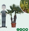 Chinese waaierpalm duostam | Trachycarpus fortunei +/- 15-50 cm| Bomenbezorgd.nl