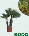 Chinese waaierpalm duostam | Trachycarpus fortunei +/- 15-50 cm| Bomenbezorgd.nl