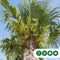Chinese waaierpalm duostam | Trachycarpus fortunei +/- 15-50 cm| Bomenbezorgd.nl
